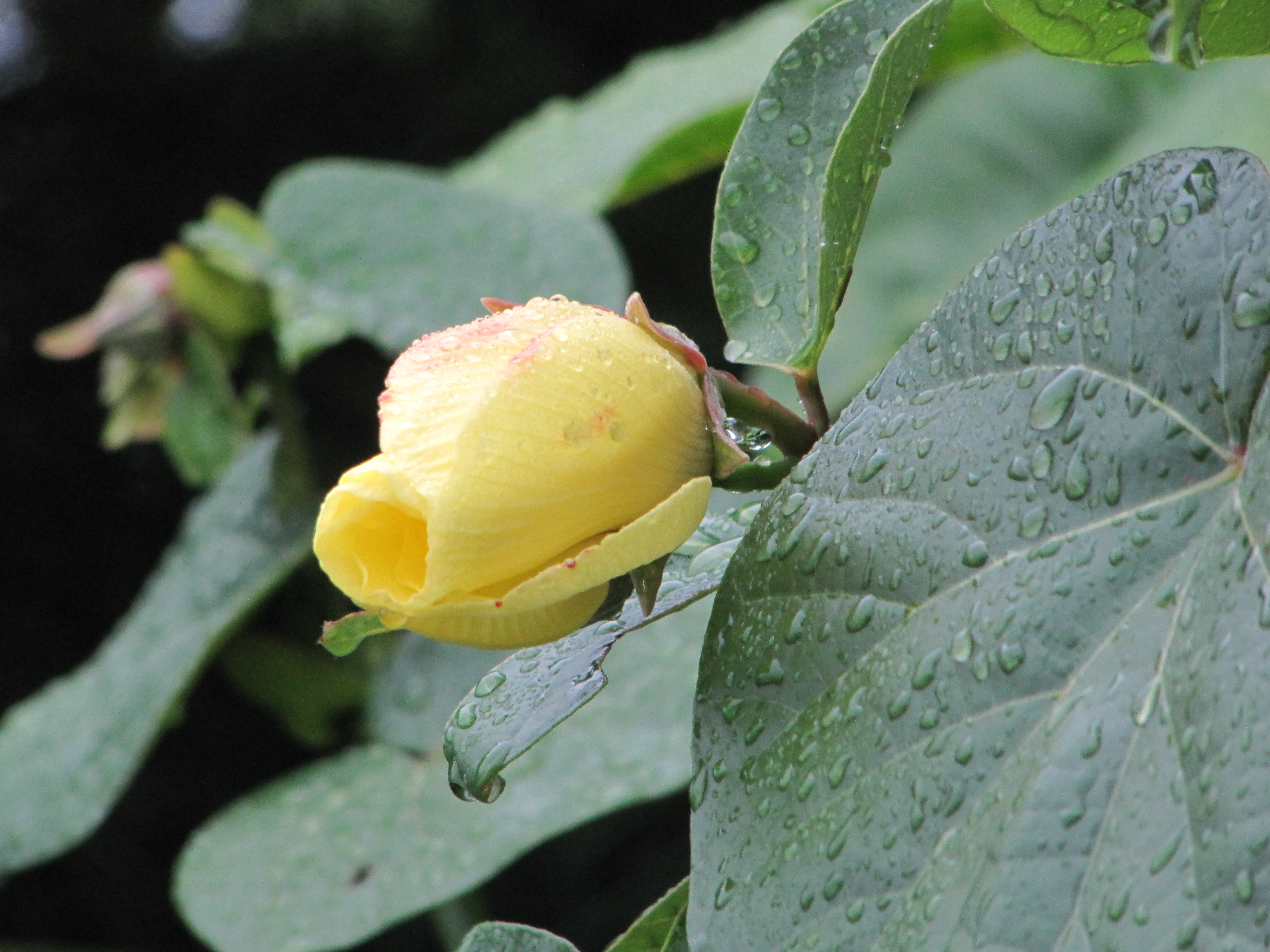 うりずん の季節がやってきた 日めくり 沖縄の花 シリーズ